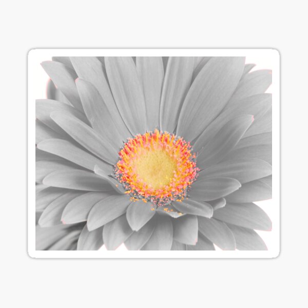 Gerbera Daisy with Yellow Center Sticker