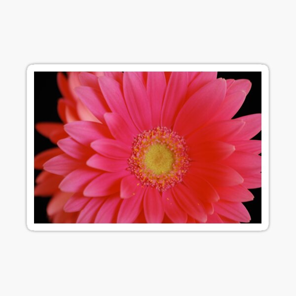 Pink Gerbera Daisy Sticker