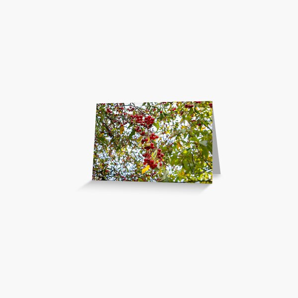 Red Berries in the Winter Sunlight Greeting Card