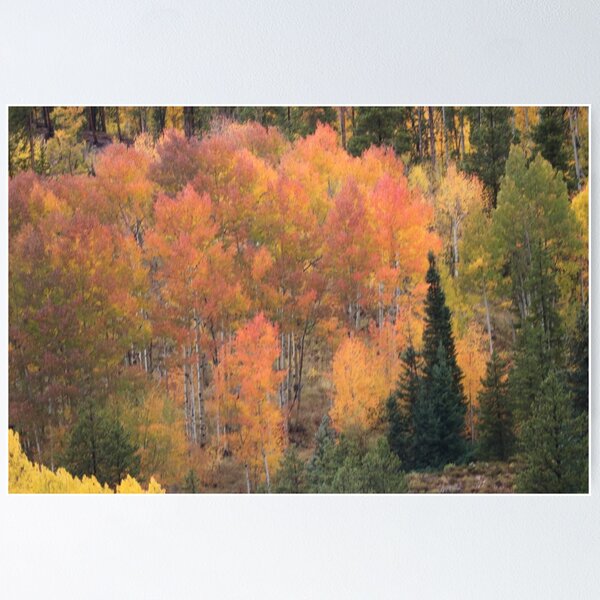 Item preview, Fall colors at Vail Co. 2017 designed and sold by BarbaraWilliams.