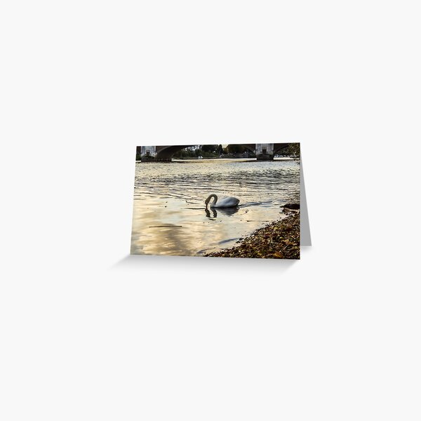 Peaceful Swan on the River Thames Greeting Card