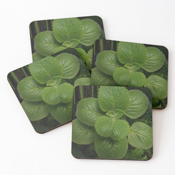Item preview, oregano plant designed and sold by antonioma.