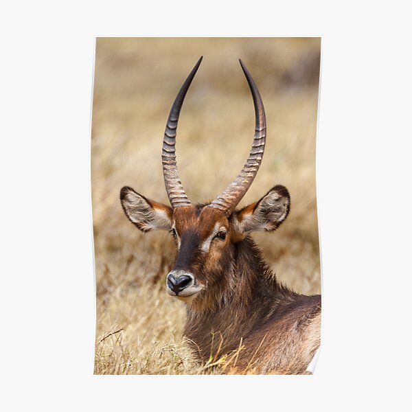 Janwar Gifts & Merchandise for Sale | Redbubble Janwar Gifts & Merchandise for Sale | Redbubble
