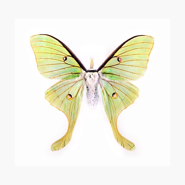 Luna Moth Photographic Print