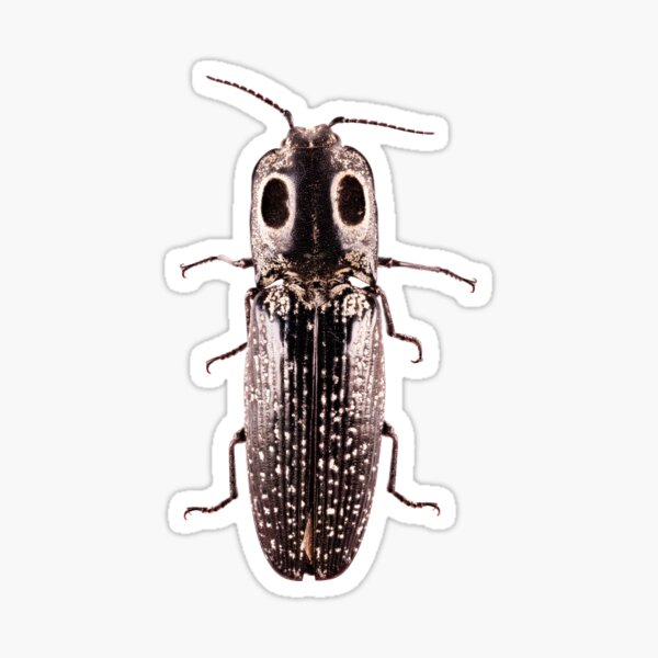Eastern Eyed Click Beetle Sticker