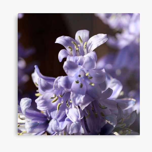Spanish bluebells Metal Print