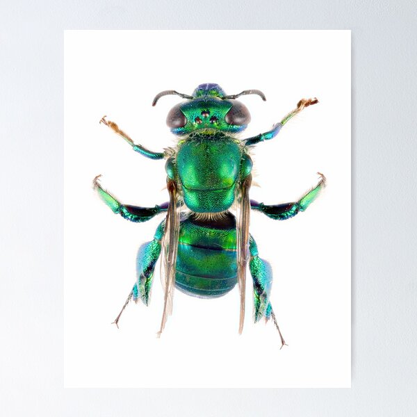 Item preview, Orchid Bee (Euglossini) designed and sold by Tim Christensen.