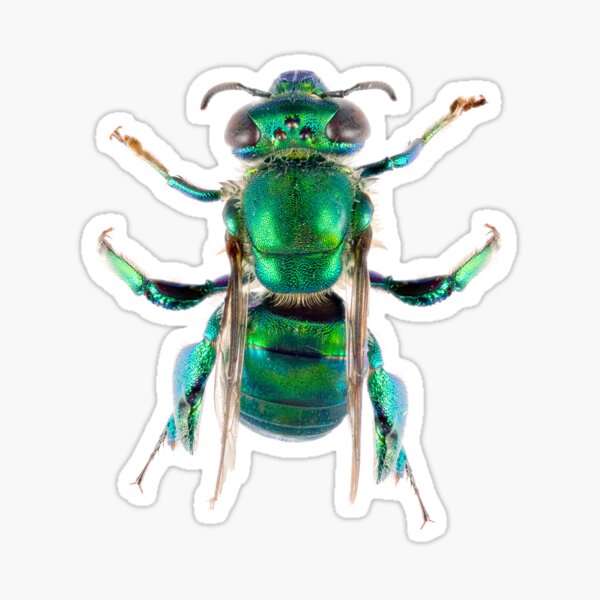 Orchid Bee (Euglossini) Sticker