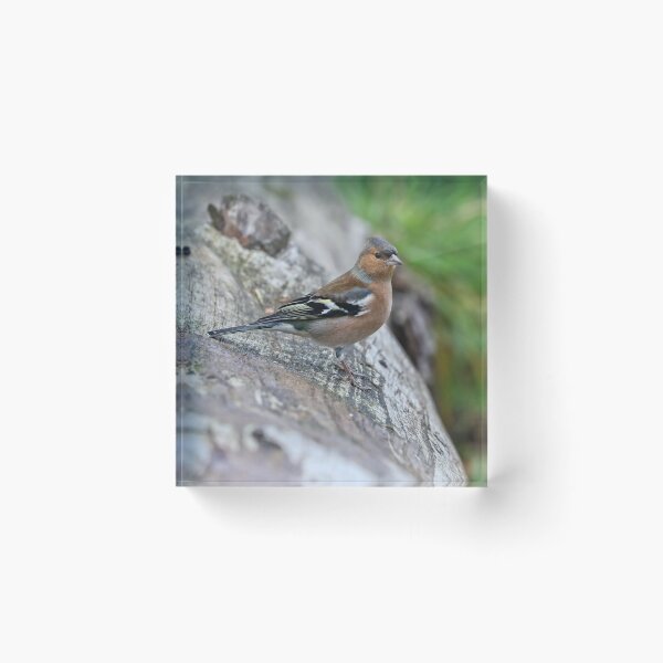 Item preview, chaffinch designed and sold by FLYINGSCOTSMAN.