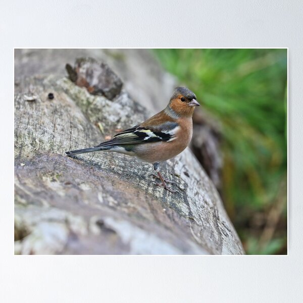 Item preview, chaffinch designed and sold by FLYINGSCOTSMAN.