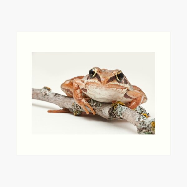 Portrait of a Wood Frog Art Print