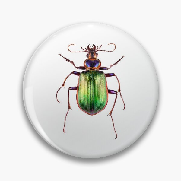 Item preview, Fiery Searcher Beetle (Calosoma scrutator) designed and sold by Tim Christensen.