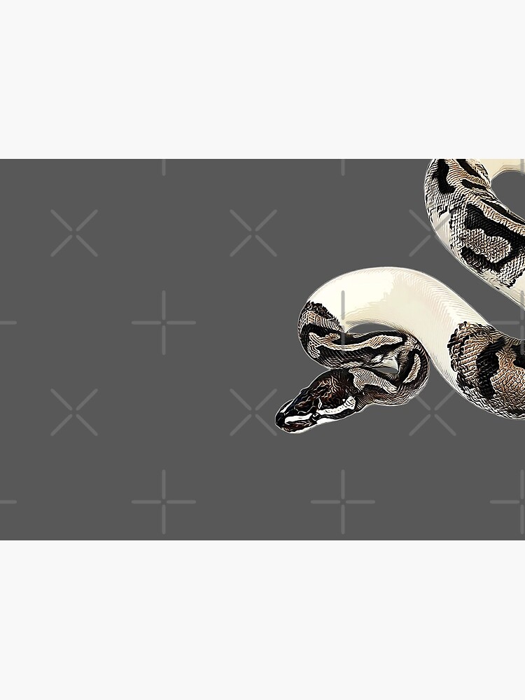 Ball Python Axanthic Pied Snake Poster for Sale by Elarex