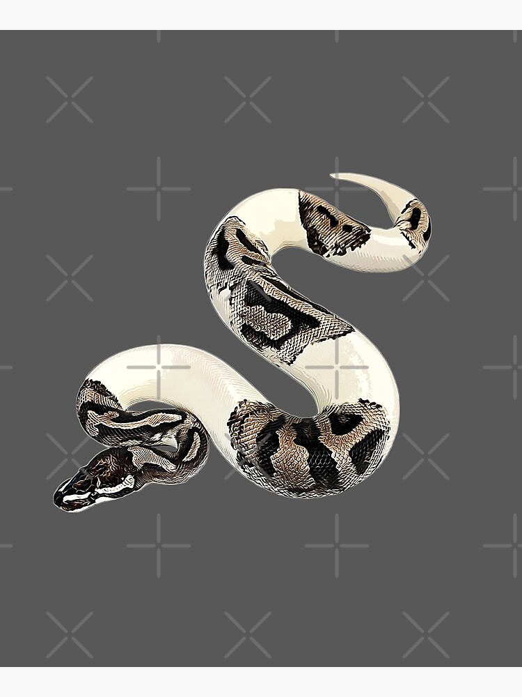 Ball Python Axanthic Pied Snake Poster for Sale by Elarex