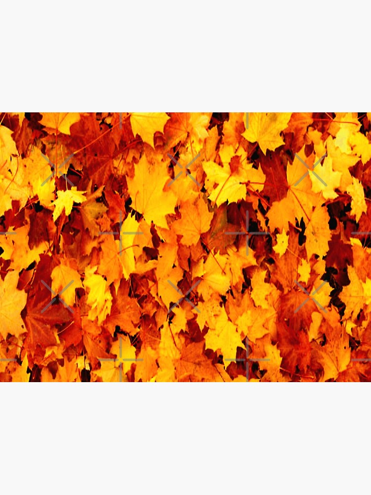 Golden Autumn Maple Leaves by RipeBananaShop