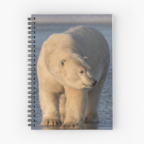 Item preview, STOCK ~ Polar Bear #4 - Checking Things Out designed and sold by akaurora.