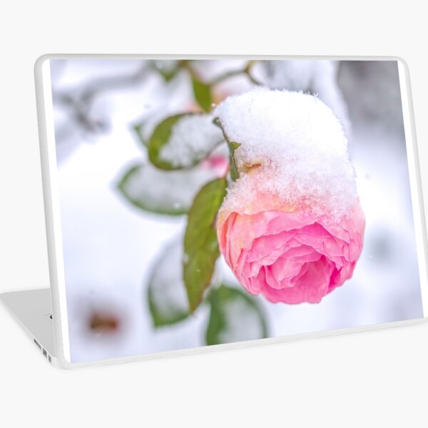 Snow on a Rose in Winter Laptop Skin