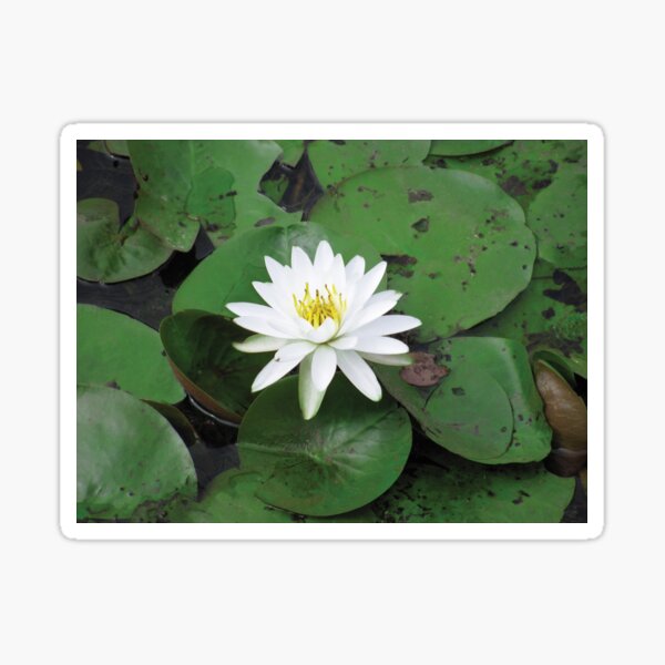 Item preview, white lily in a sea of green designed and sold by KensLensDesigns.