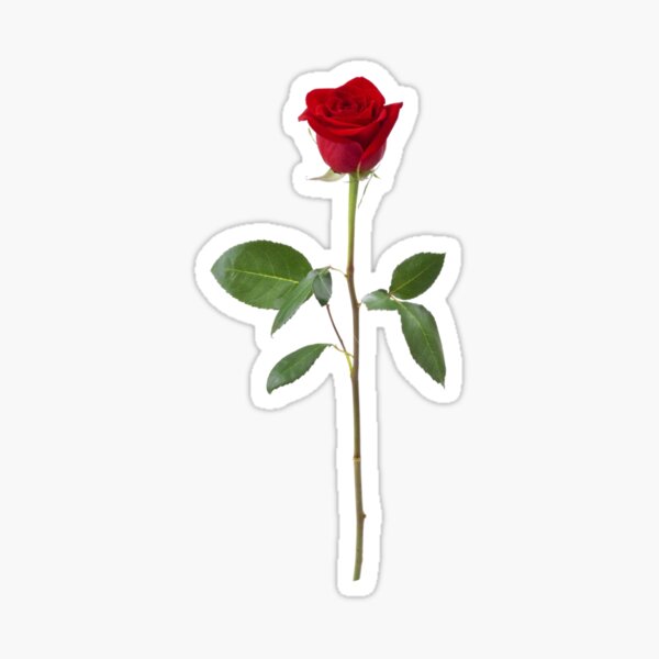 Artikel-Vorschau von Rose, designt und verkauft von herizon.