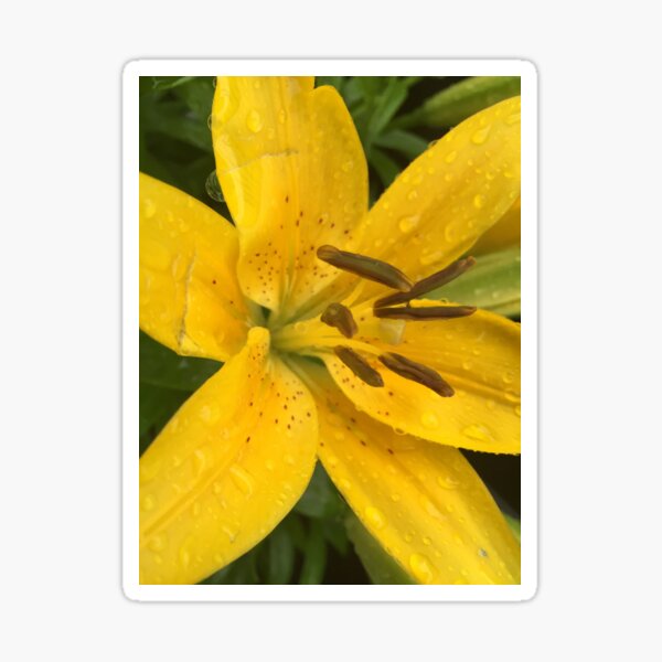Item preview, Melancholy flower designed and sold by KensLensDesigns.