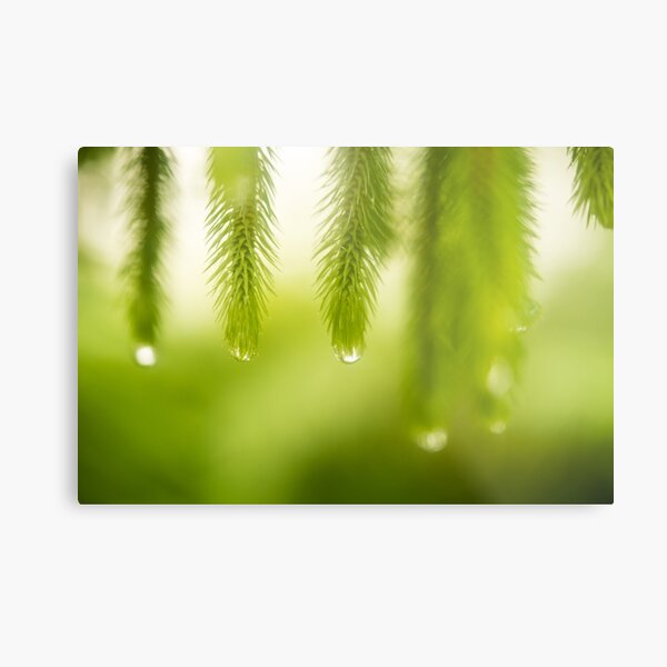Water Drops on Fern Leaves Metal Print