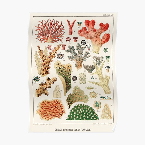 Great Barrier Reef Corals from The Great Barrier Reef of Australia (1893) by William Saville-Kent Poster