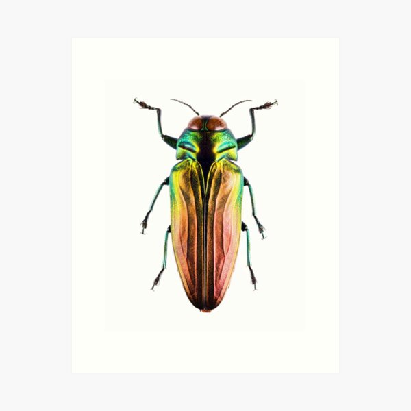 Aperçu de l'œuvre Belionota sumptuosa (Belionota sumptuosa) créée et vendue par Tim Christensen.