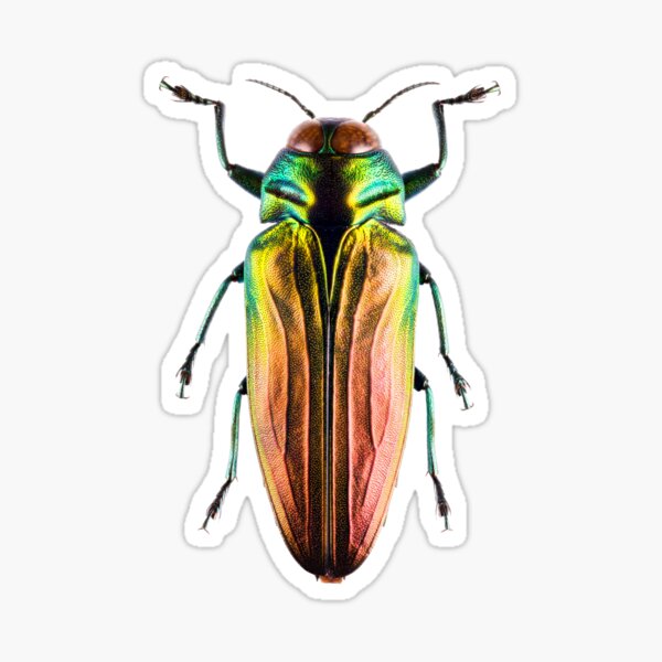 Tricolor Metallic Jewel Beetle (Belionota sumptuosa) Sticker