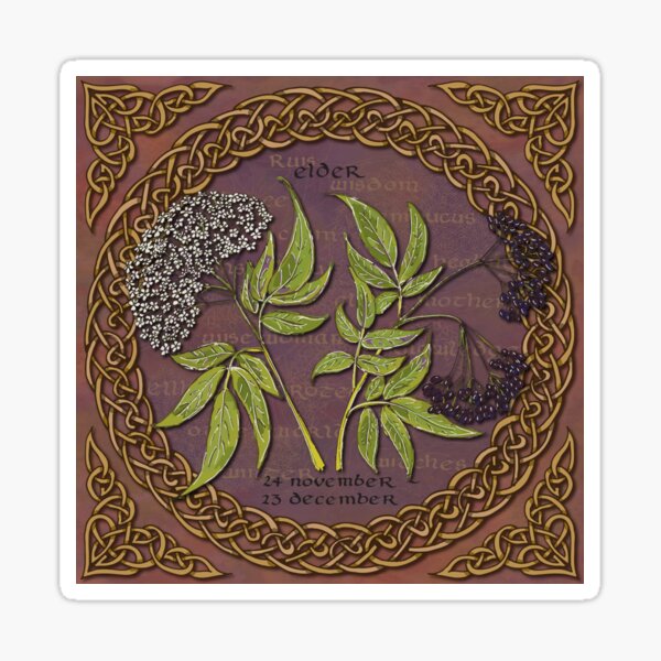 Celtic Tree Calendar Elder Sticker