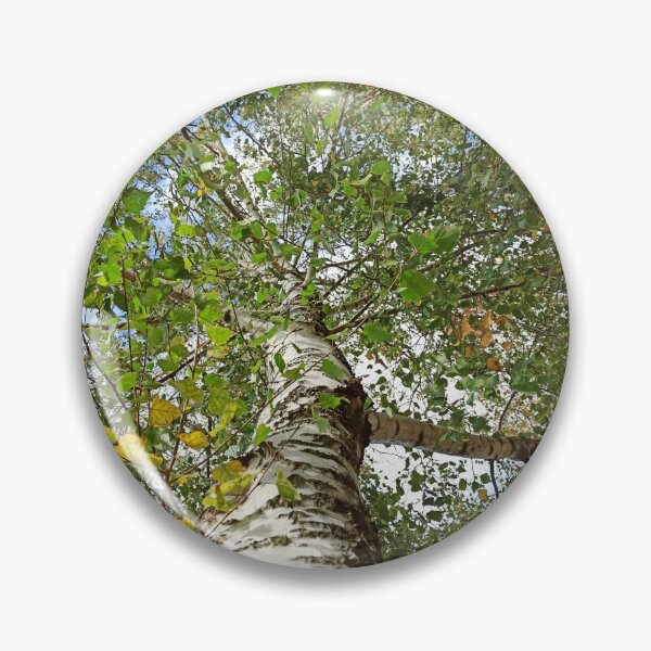 Item preview, Birch Tree, going up the tree photography designed and sold by EllianhPi.