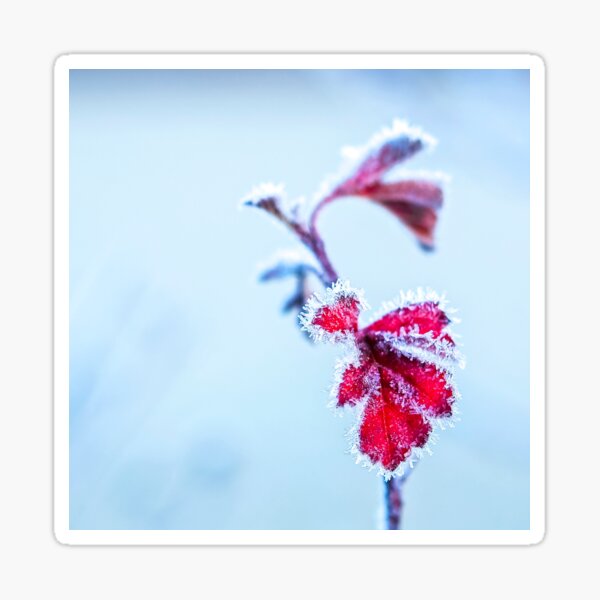 Frosty Red Leaves Sticker