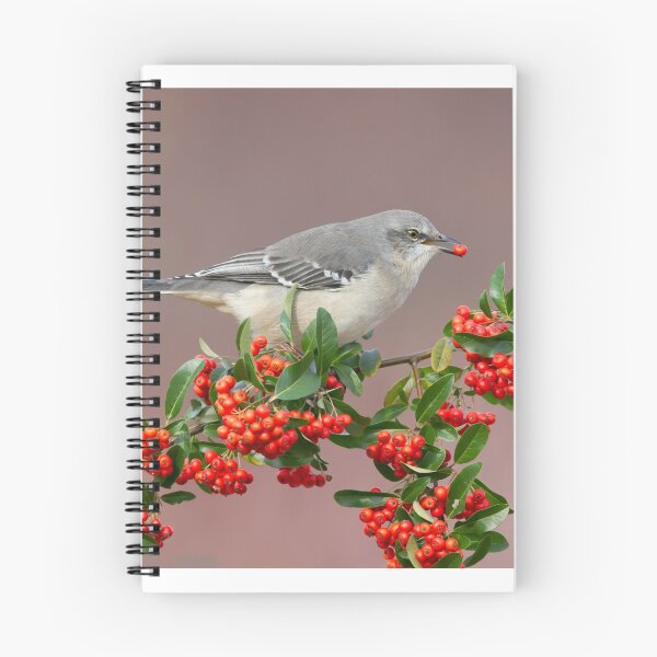 Item preview, Northern Mockingbird and berries designed and sold by (Tallow) Dave  Van de Laar.