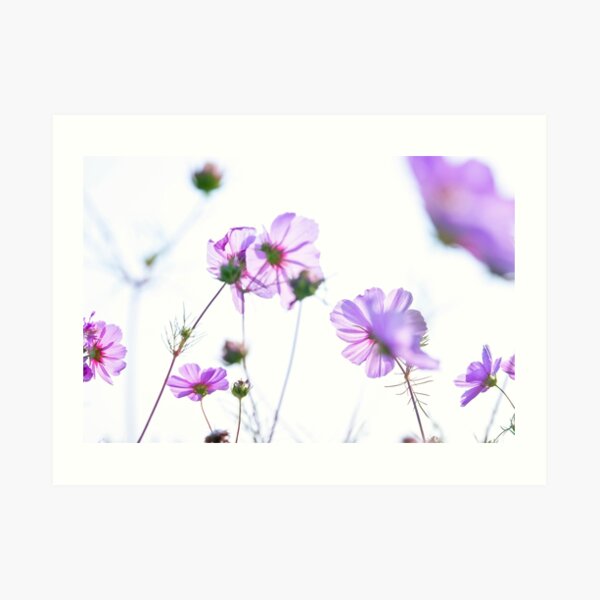 Purple Flowers Art Print
