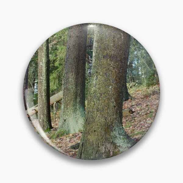 Item preview, Old Spruces by the lake. Pyhajarvi fall. designed and sold by Jouko Lehto Photography.