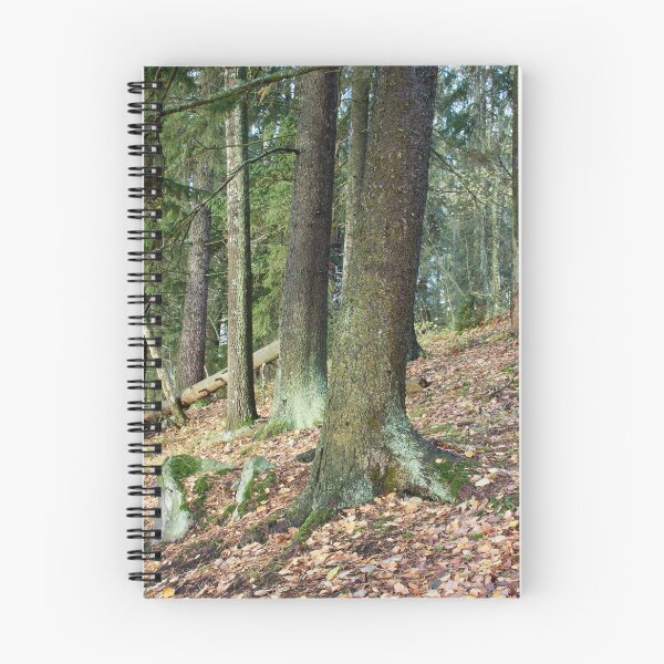 Item preview, Old Spruces by the lake. Pyhajarvi fall. designed and sold by Jouko Lehto Photography.
