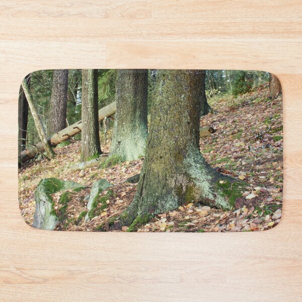 Item preview, Old Spruces by the lake. Pyhajarvi fall. designed and sold by Jouko Lehto Photography.