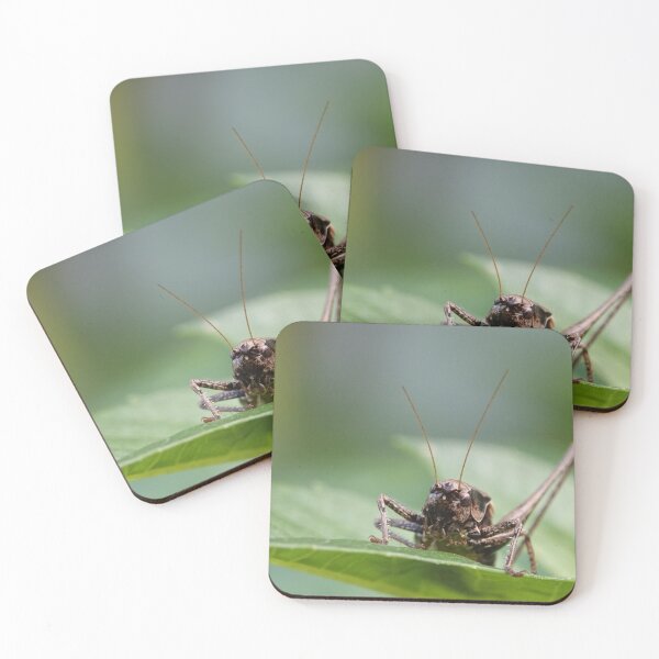 Artikelvorschau, Cricket schaut dich an entworfen und verkauft von frogs123.