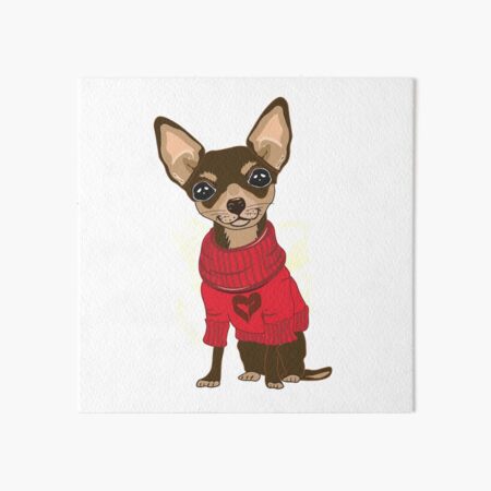 Chihuahua in sweater fashion