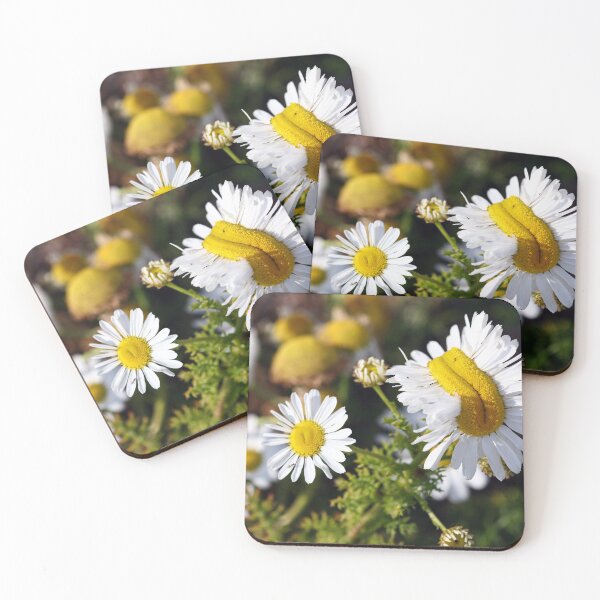 Item preview, Fasciated flowers designed and sold by GreyFeatherPhot.