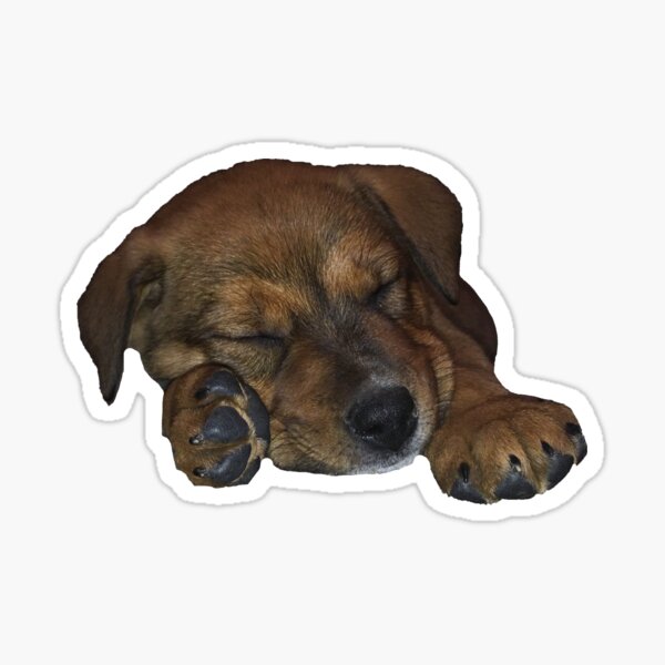 Australian Shepherd/Cattle Dog Mix Sticker