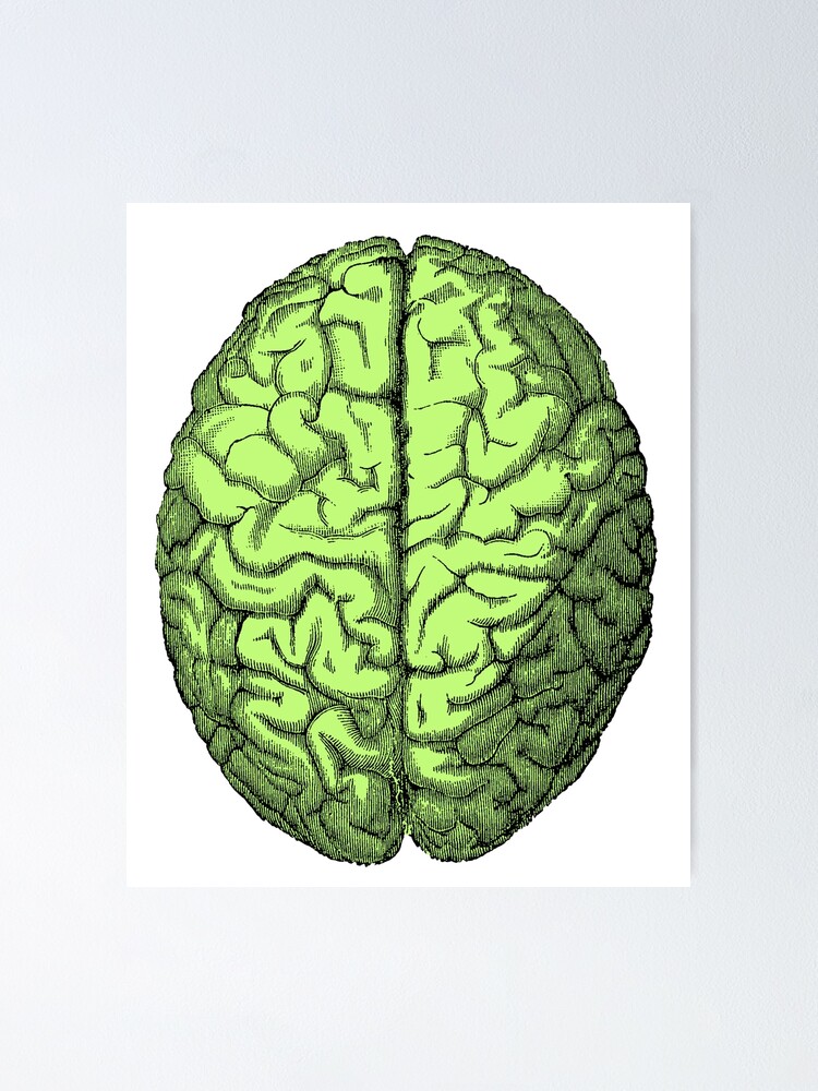 Green Colored Antique Head and Brain Anatomy Illustration