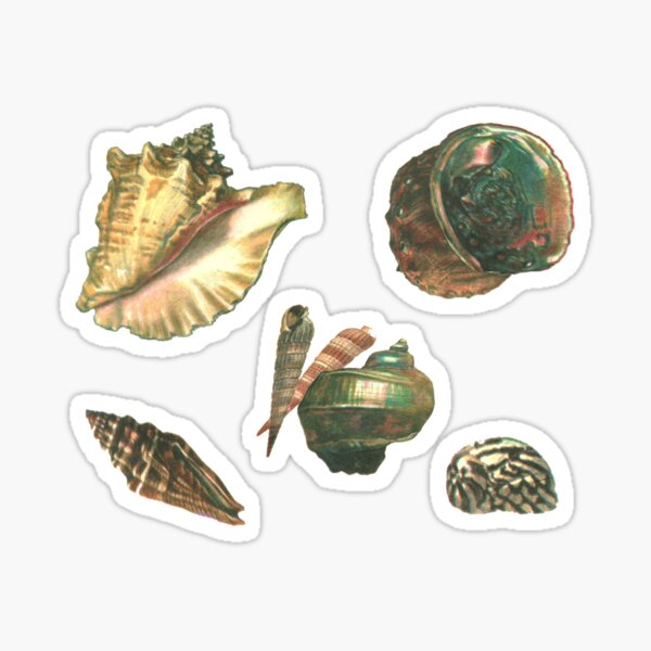 Item preview, Seashell Mini Sticker Pack - Vintage Illustration Sticker Sheet designed and sold by elevens.