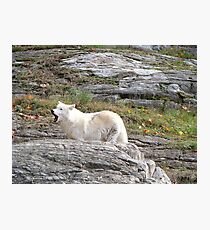 Loup Photographic Print