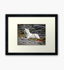 Loup Framed Print