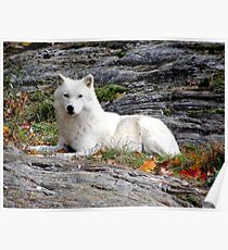 Loup Poster