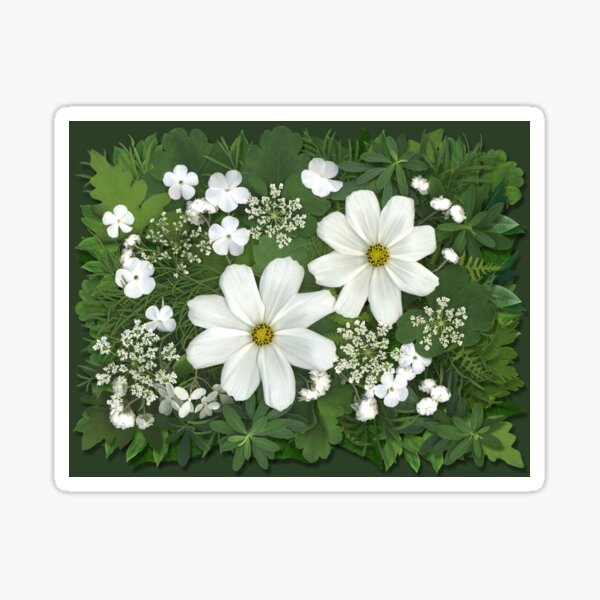 Horizontal White Cosmos Bouquet Sticker