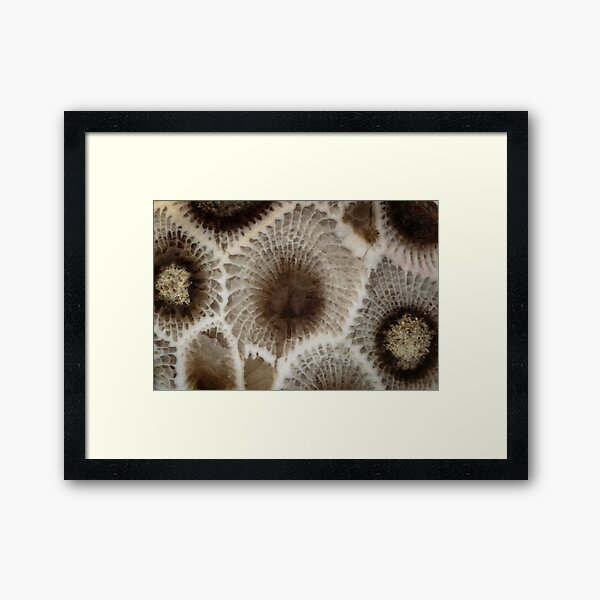 Looking Into a Petoskey Stone Framed Art Print