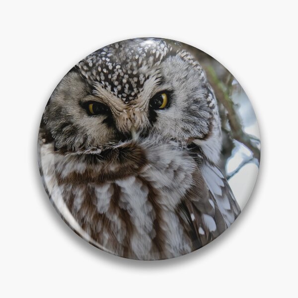 Artikelvorschau, Boreal Owl entworfen und verkauft von Owl-Images.