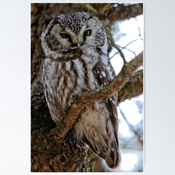 Item preview, Boreal Owl designed and sold by Owl-Images.