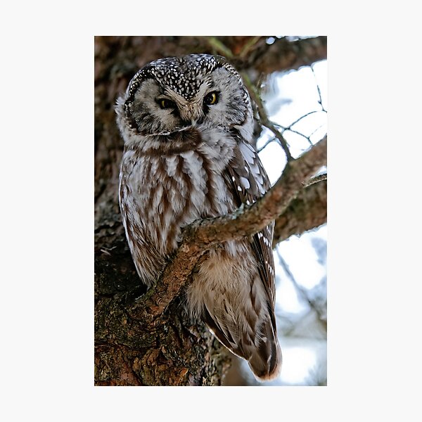 Item preview, Boreal Owl designed and sold by Owl-Images.